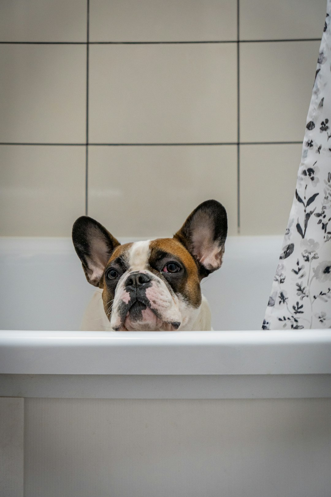 a-brown-and-white-dog-sitting-in-a-bathtub-1w7bjqkvdsc