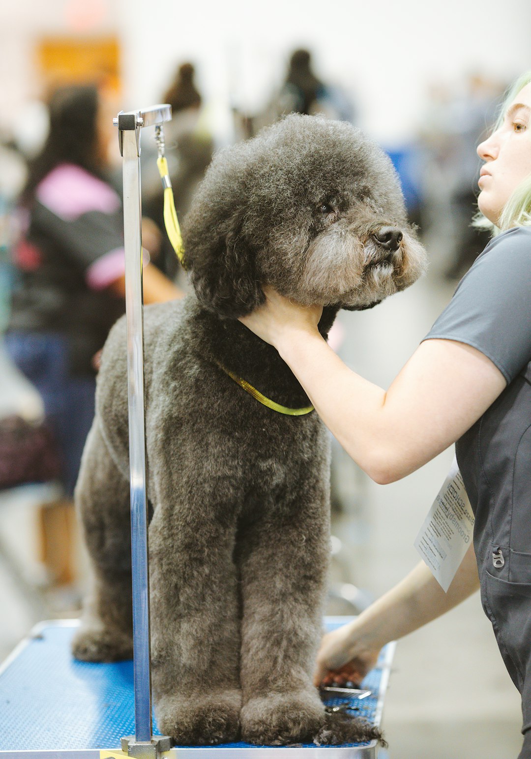 A poodle or doodle being groomed live on state during a grooming show.