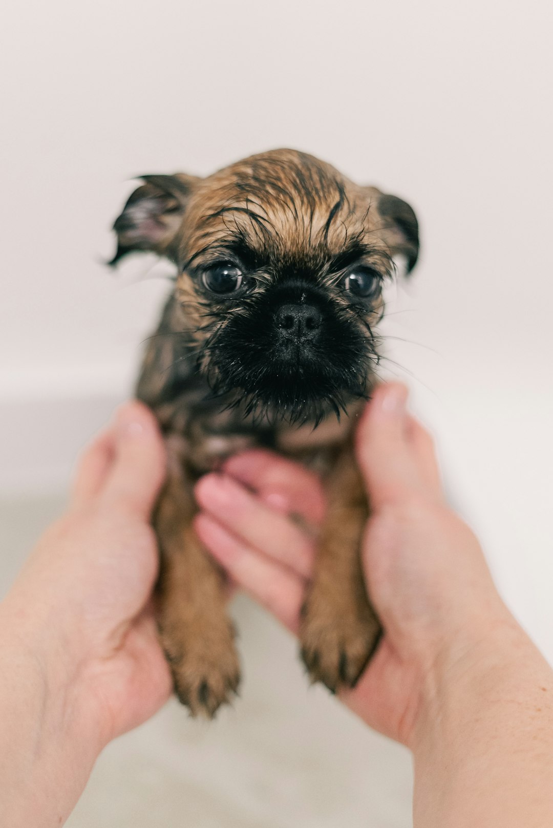 wet-puppy-being-held-in-hands-during-bath-time-lalixdwt4tk